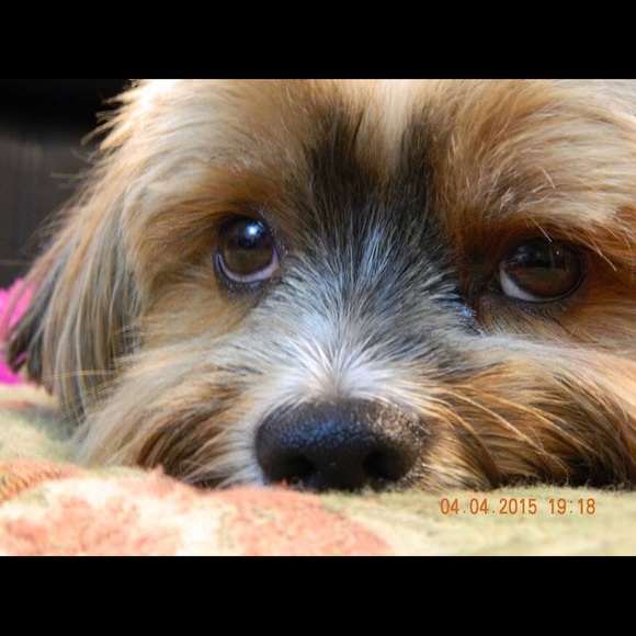 Meet your Posher, Shelina - Picture 1 of 1